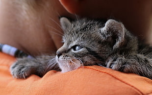 gray and black tabby cat lying on orange textile
